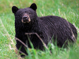 black bear