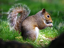 Squirrel – Lushootseed