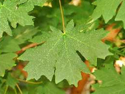Broad leaf maple