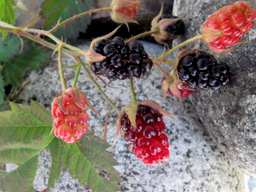 native blackberry