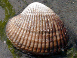 cockle clam