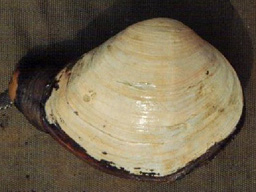 horse clam