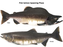 Pink / Humpback Salmon spawning phase