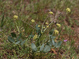 Lomatium nudicaule English: Barestem Biscuitroot, Indian-consumption-plant, Pestle Parsnip