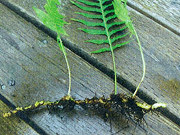 Licrorice fern - root / polyodium glycyrrhiza