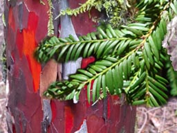 Pacific Yew Tree Bark - Taxus brevifolia