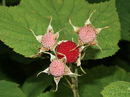 Thimbleberry - rubusparviflorus