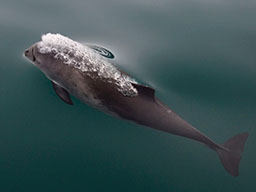 harbor porpoise