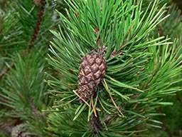 Pinus contorta - Shore Pine