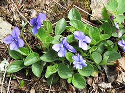 violet Viola adunca