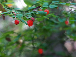 red huckleberry