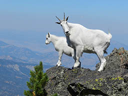 picture of mountain goat and her kid
