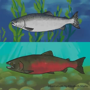 Coho Male and Female Salmon