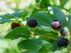 Mountain Huckleberries