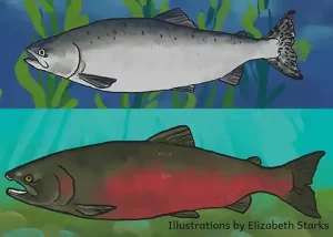 Salmon drawing