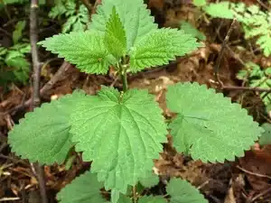 stinging nettles