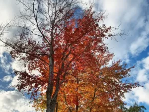 A tree with most of it leaves changing color or already dropped