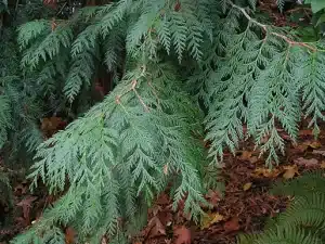 cedar bough